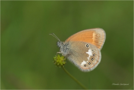 <p>OKÁČ TŘESLICOVÝ (Coenonympha glycerion) Slovensko - Vysoké Tatry ---- /Chestnut heath - Rotbraunes Wiesenvögelchen/</p>